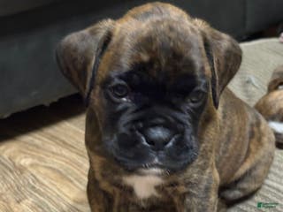 Boxer dogs for sale: Bear - Ad 1