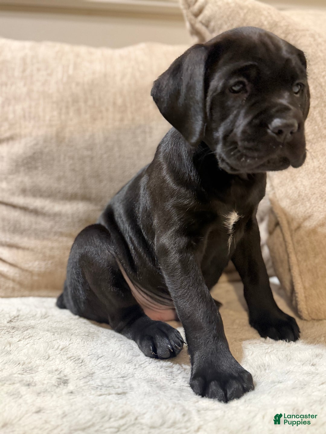 Cane Corso dogs for sale: Sweet Pea - Ad 10