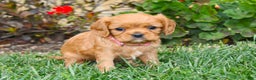 Cavalier King Charles Spaniel dogs for sale: Charlotte - Genetic Tested Parents - Ad 11