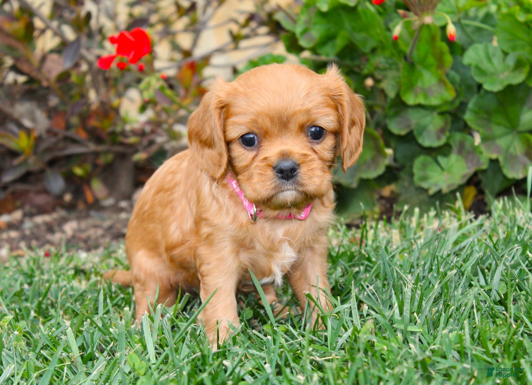 Cavalier King Charles Spaniel dogs for sale: Charlotte - Genetic Tested Parents - Ad 11