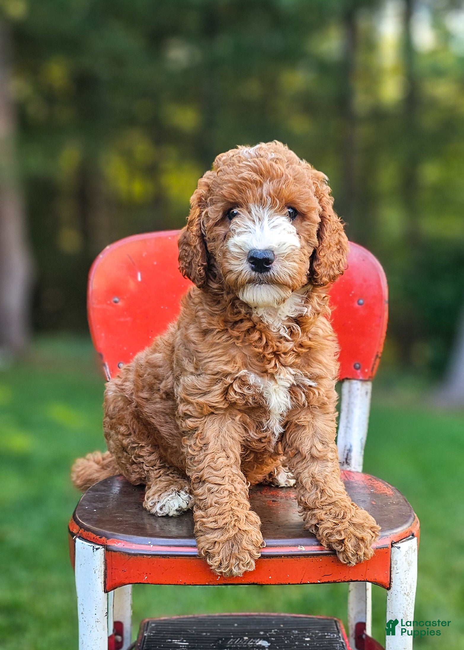 Mini Goldendoodle dogs Emily - Ad 2