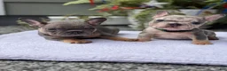 French Bulldog dogs for sale: Diamond  - Ad 3