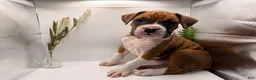 Boxer dogs for sale: Champ  - Ad 45