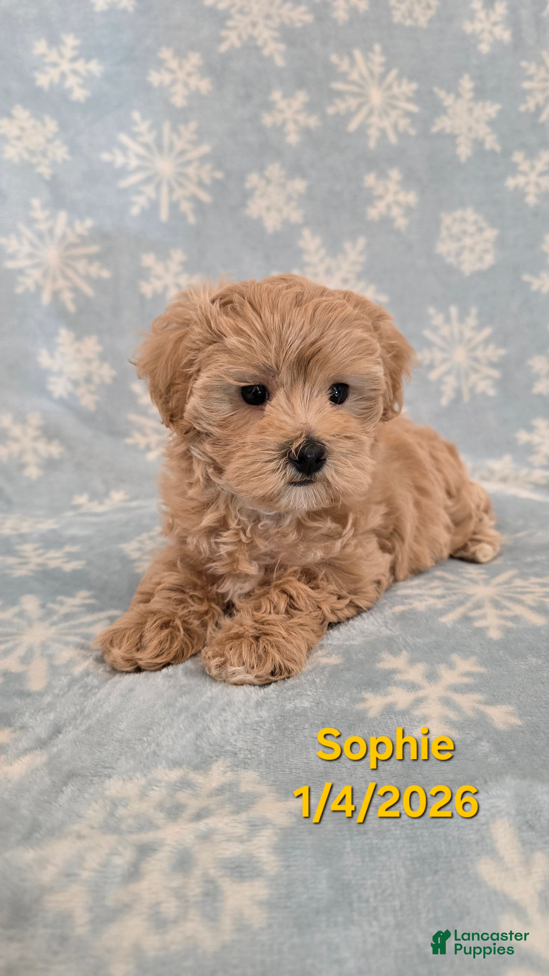 Maltipoo dogs Sophie - Ad 15