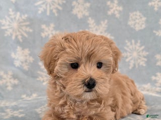 Maltipoo dogs Sophie - Ad 15