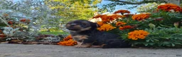Yorkshire Terrier dogs for sale: Molly - Ad 21