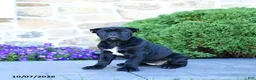 Cane Corso dogs for sale: Bri  - Ad 4