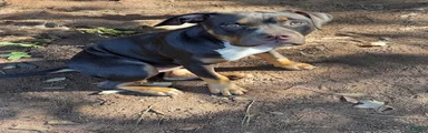 American Bully 2