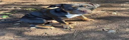 American Bully dogs for sale: American Bully 2 - Ad 1