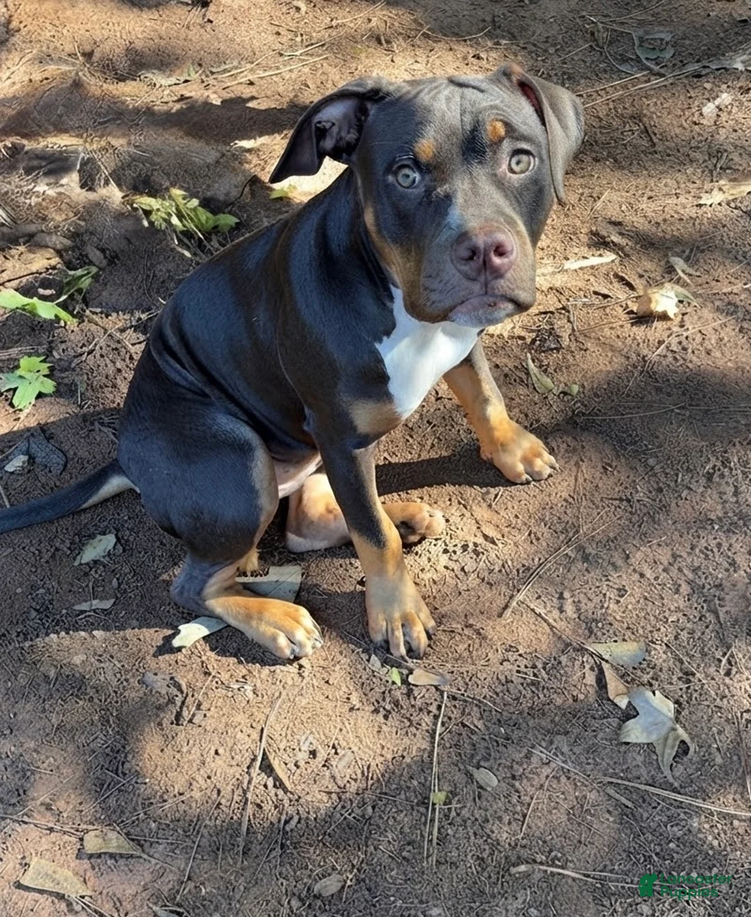 American Bully dogs for sale: American Bully 2 - Ad 1