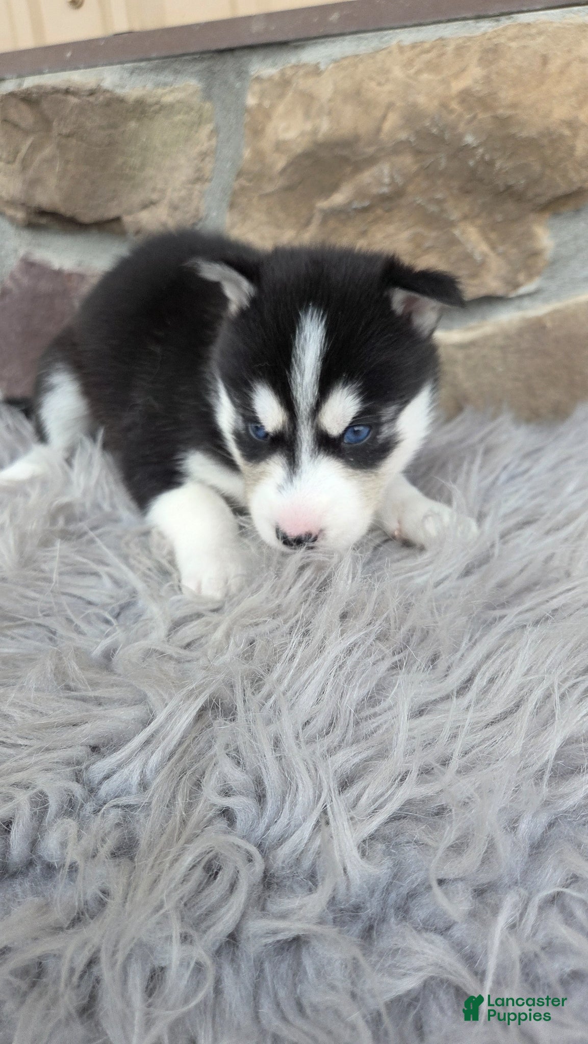 Siberian Husky dogs for sale: Eden  - Ad 4