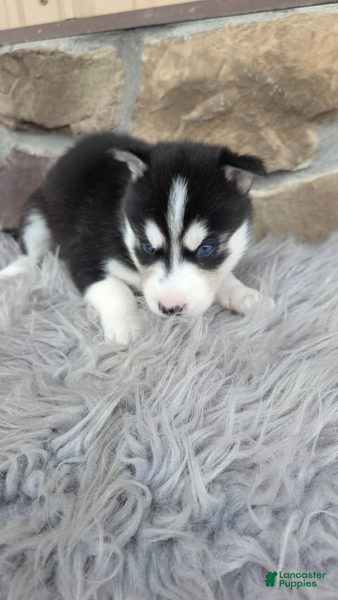 Siberian Husky dogs for sale: Eden  - Ad 1