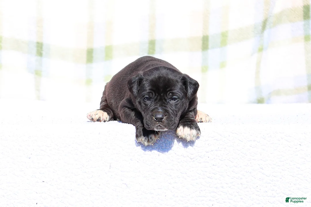 Mixed Breed dogs for sale: Grackle - European Doberdane - Ad 3