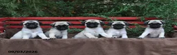 Pug dogs for sale: Tango - Ad 5
