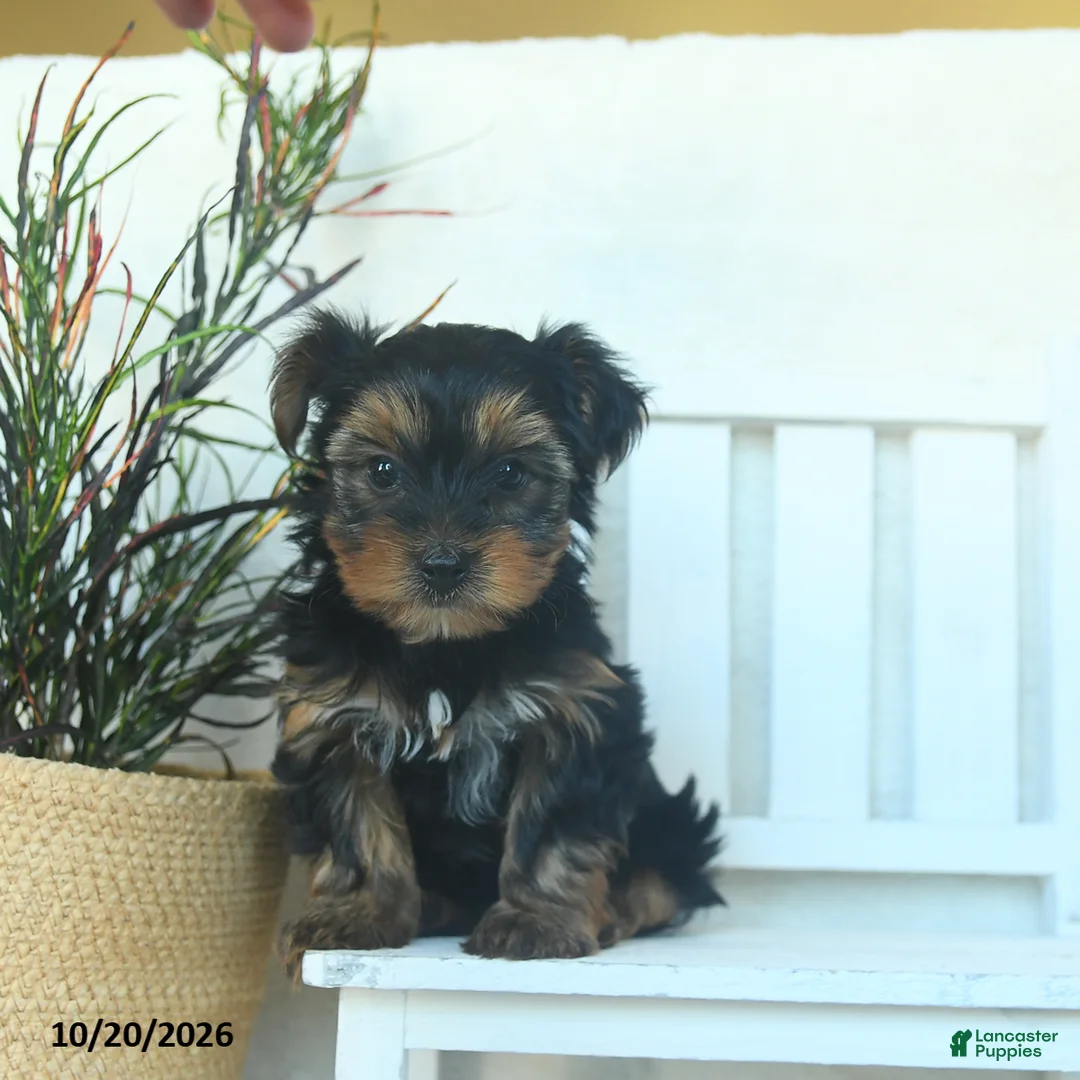 Yorkshire Terrier dogs for sale: Copper  - Ad 2