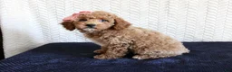 Mixed Breed dogs for sale: Bonnie - Ad 3