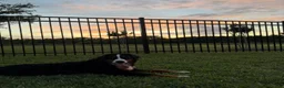 Bernese Mountain Dog dogs for sale: Bernese Mountain Dog Puppy 1 - Ad 9