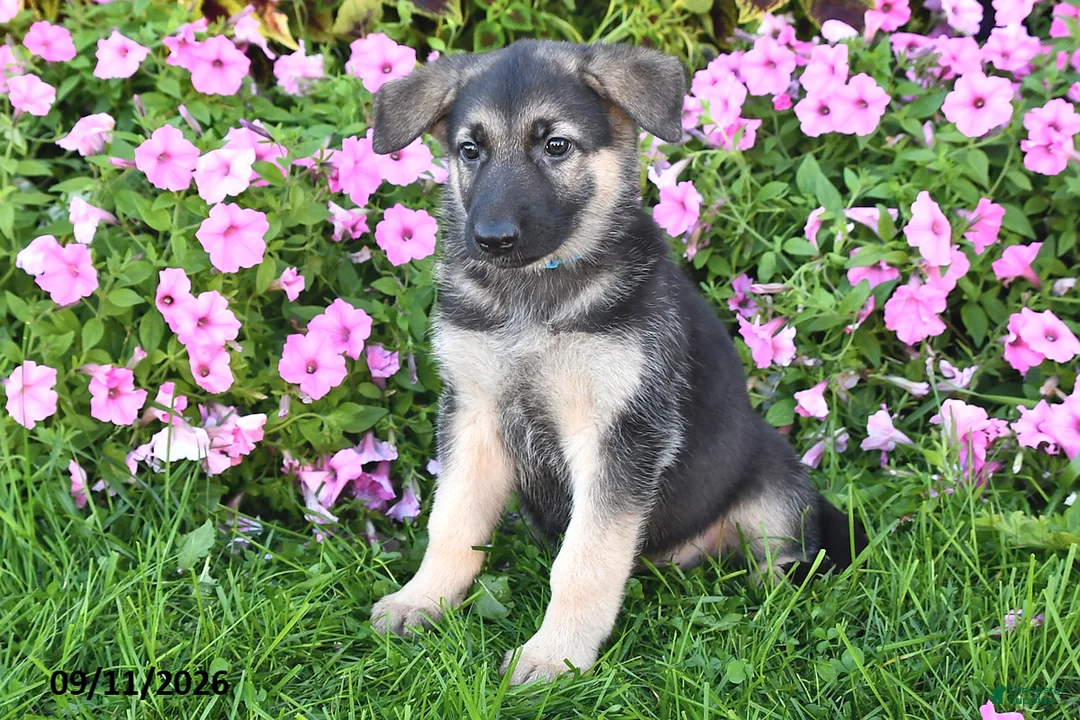 German Shepherd dogs for sale: Tessa - Ad 2