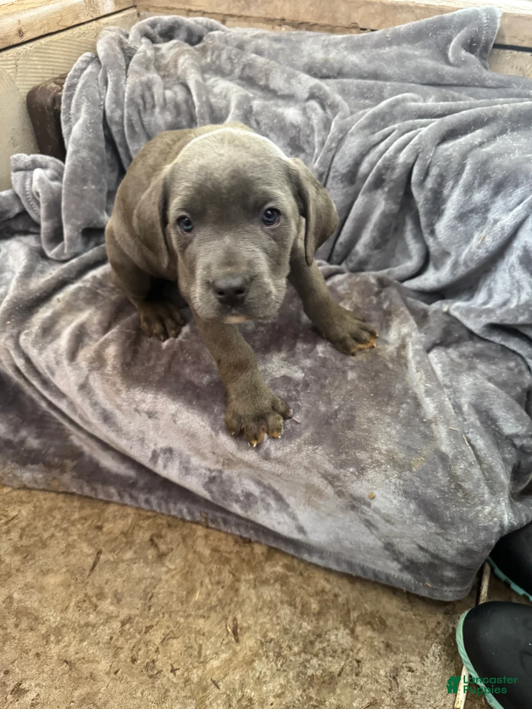 Cane Corso dogs for sale: Cookie  - Ad 3