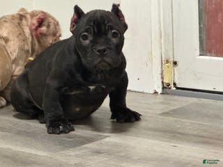 American Bully dogs Saweetie 🌸 - Ad 4