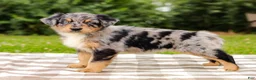 Aussiedoodle dogs for sale: Bailey Standard Sized - Ad 8