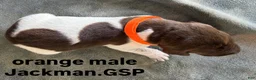 German Shorthaired Pointer dogs for sale: Orange Male - Ad 4