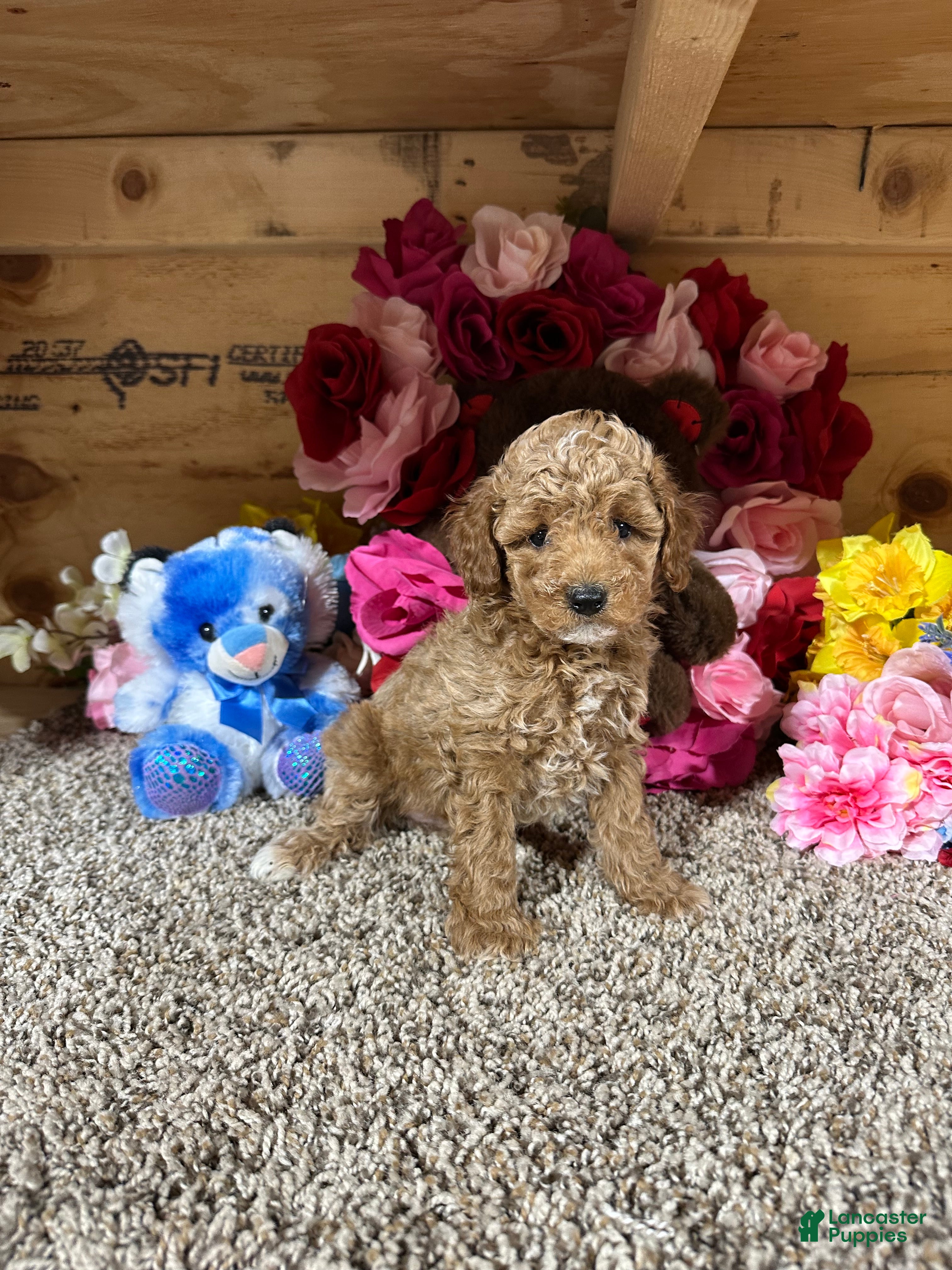 Toy Poodle dogs Toy Poodle Puppy 3 - Ad 2