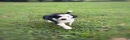 Mixed Breed dogs for sale: Louie - Ad 4