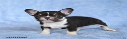 French Bulldog dogs for sale: Zinker - Ad 3