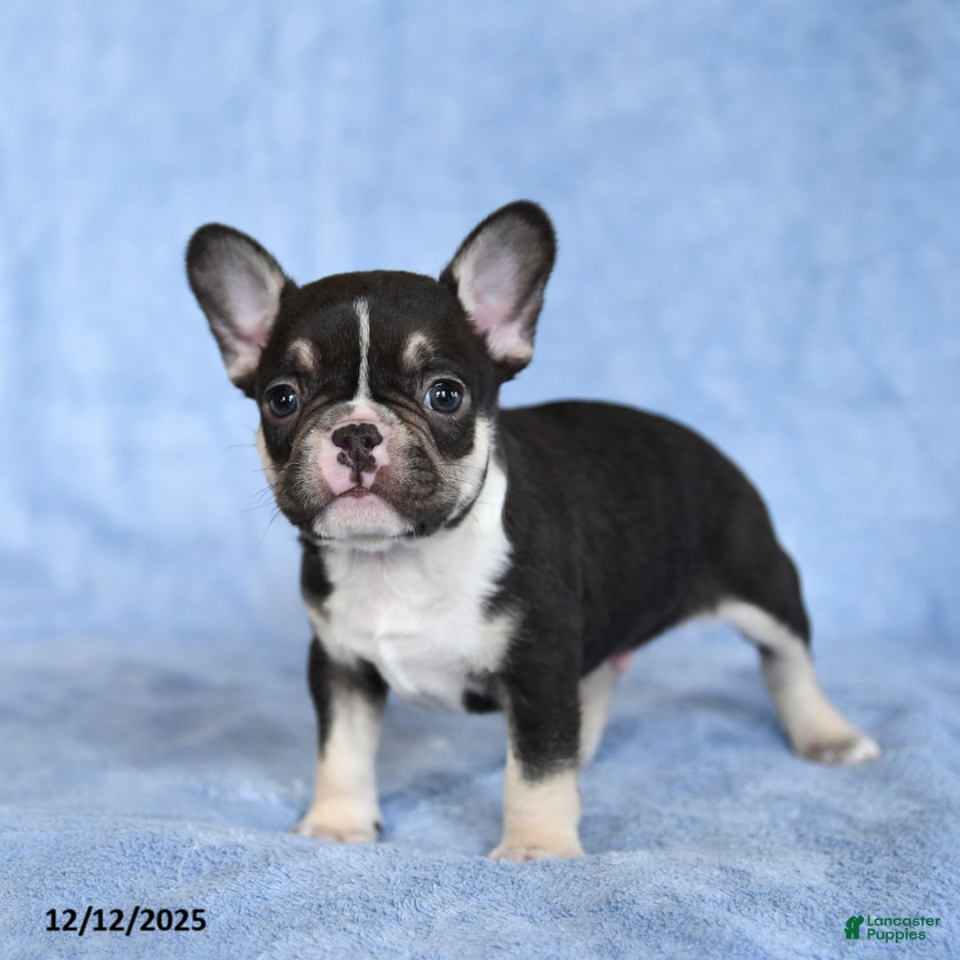 French Bulldog dogs for sale: Zinker - Ad 3