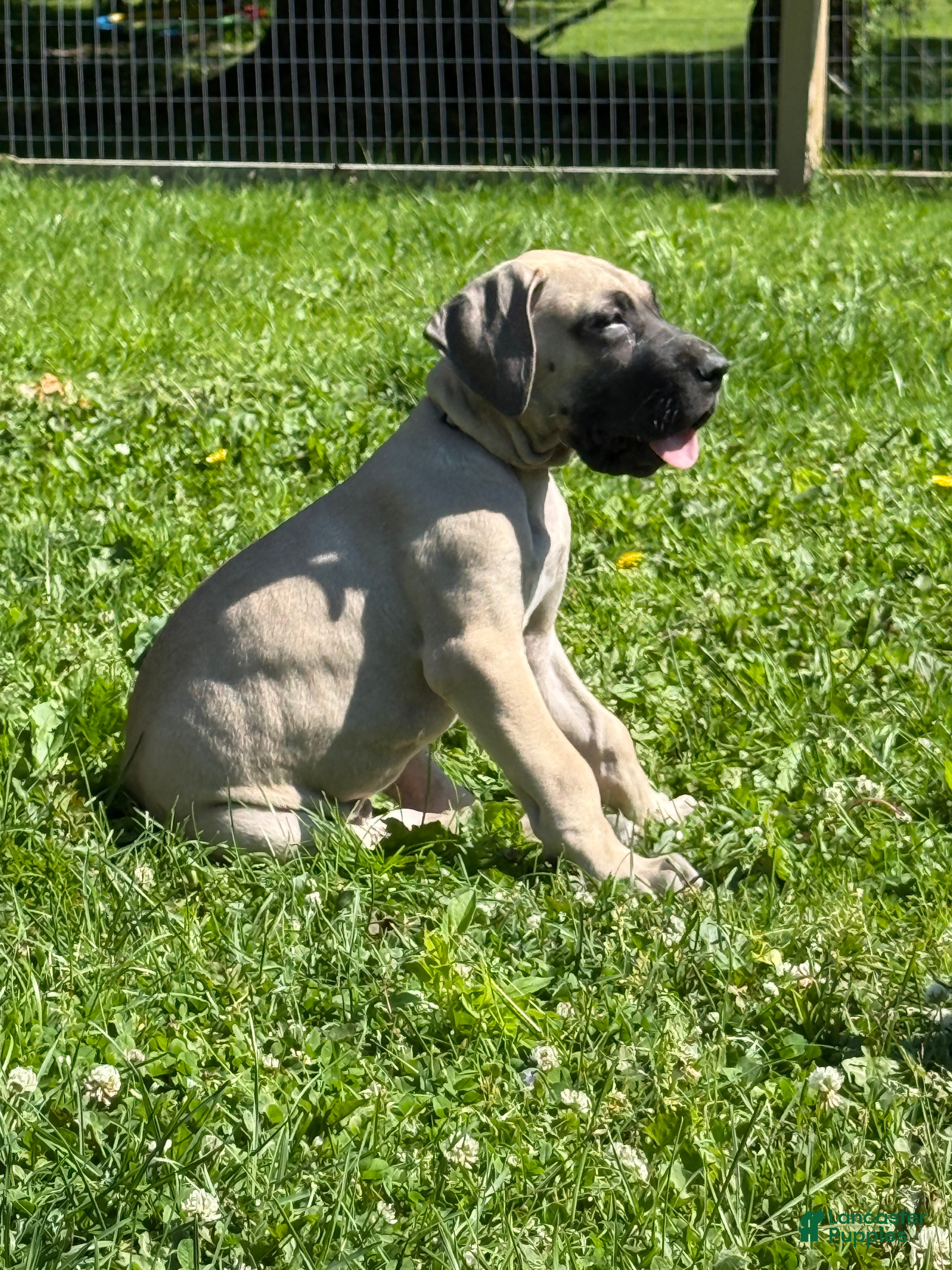 Great Dane dogs Bucatini (Black) - Ad 34