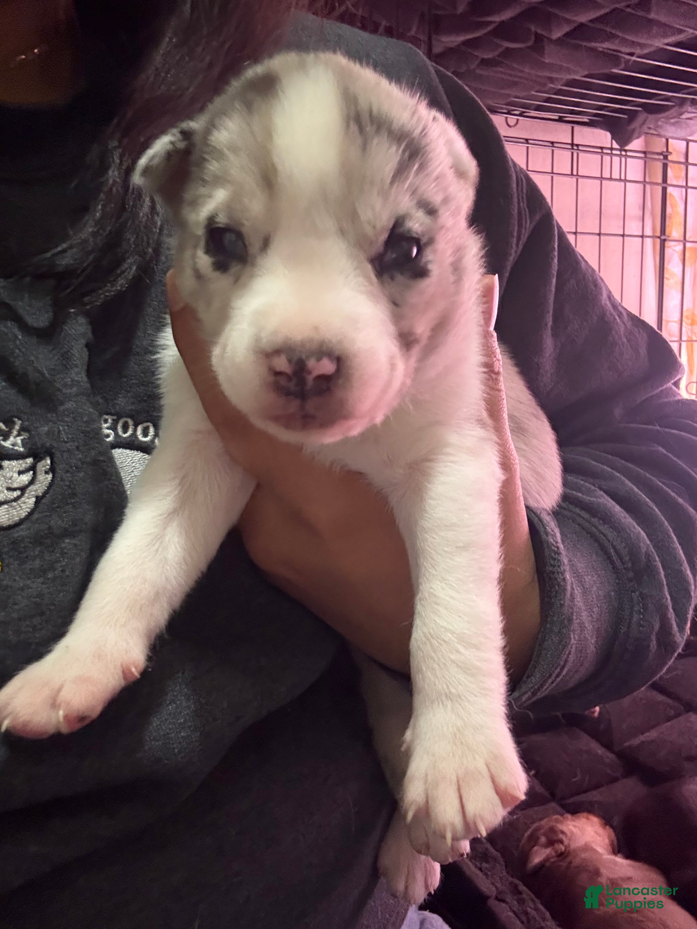 Mixed Breed dogs Wynter - White Merle - Ad 6