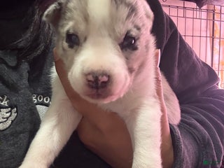 Mixed Breed dogs Wynter - White Merle - Ad 36