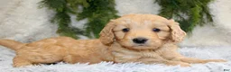 Mini Goldendoodle dogs for sale: Mini Goldendoodle Puppy 1 - Ad 5