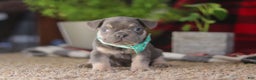 Frenchton dogs for sale: Leo - Ad 1