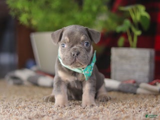 Frenchton dogs Leo - Ad 24