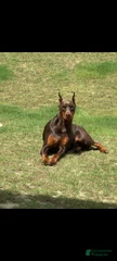 Gypsy