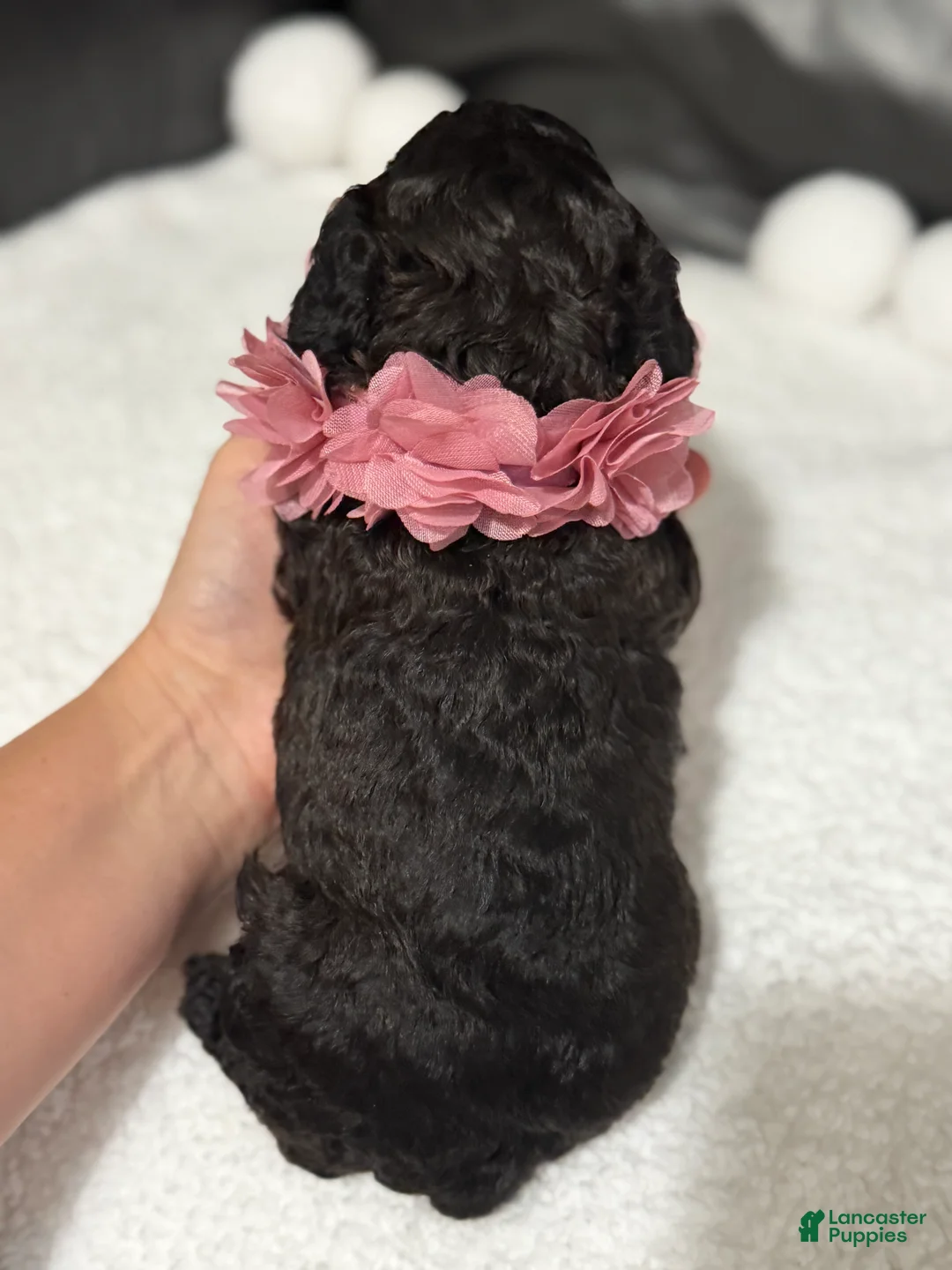 Cavapoo dogs for sale: Luvie - Ad 2