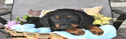 Miniature Dachshund dogs for sale: Buddy - Ad 2