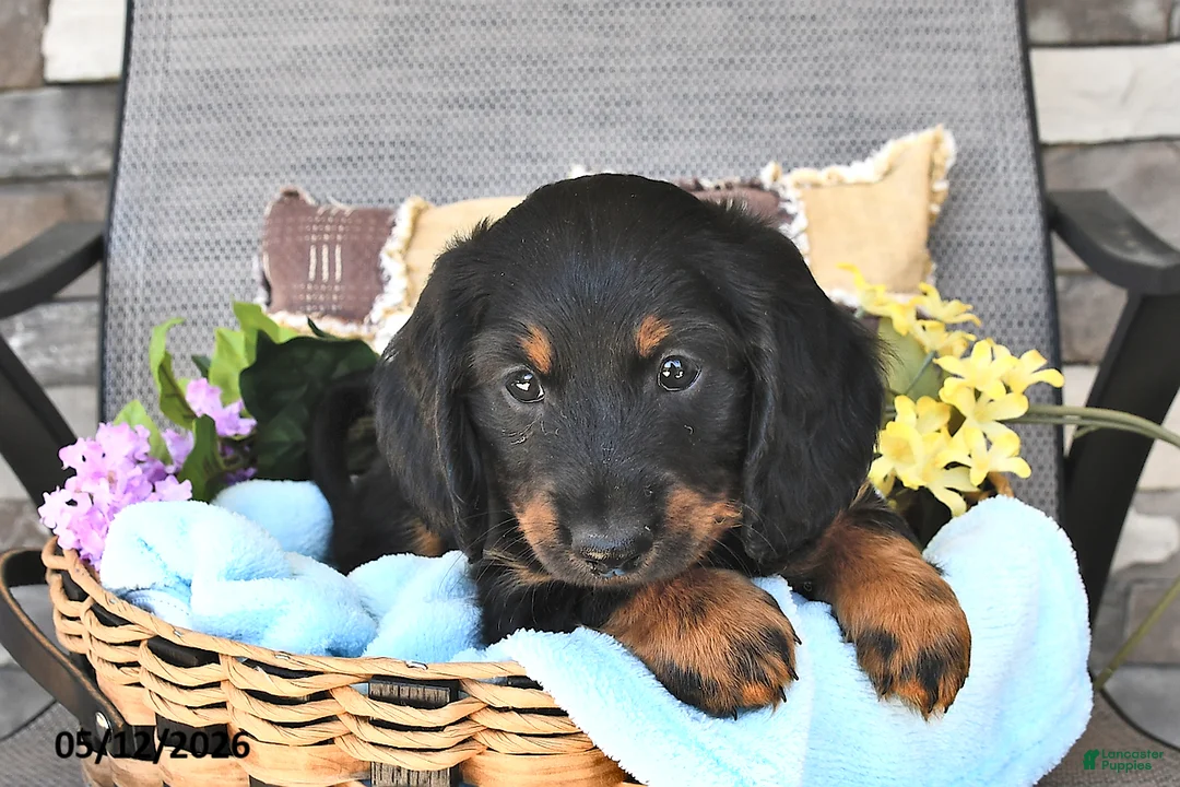 Miniature Dachshund dogs for sale: Buddy - Ad 2