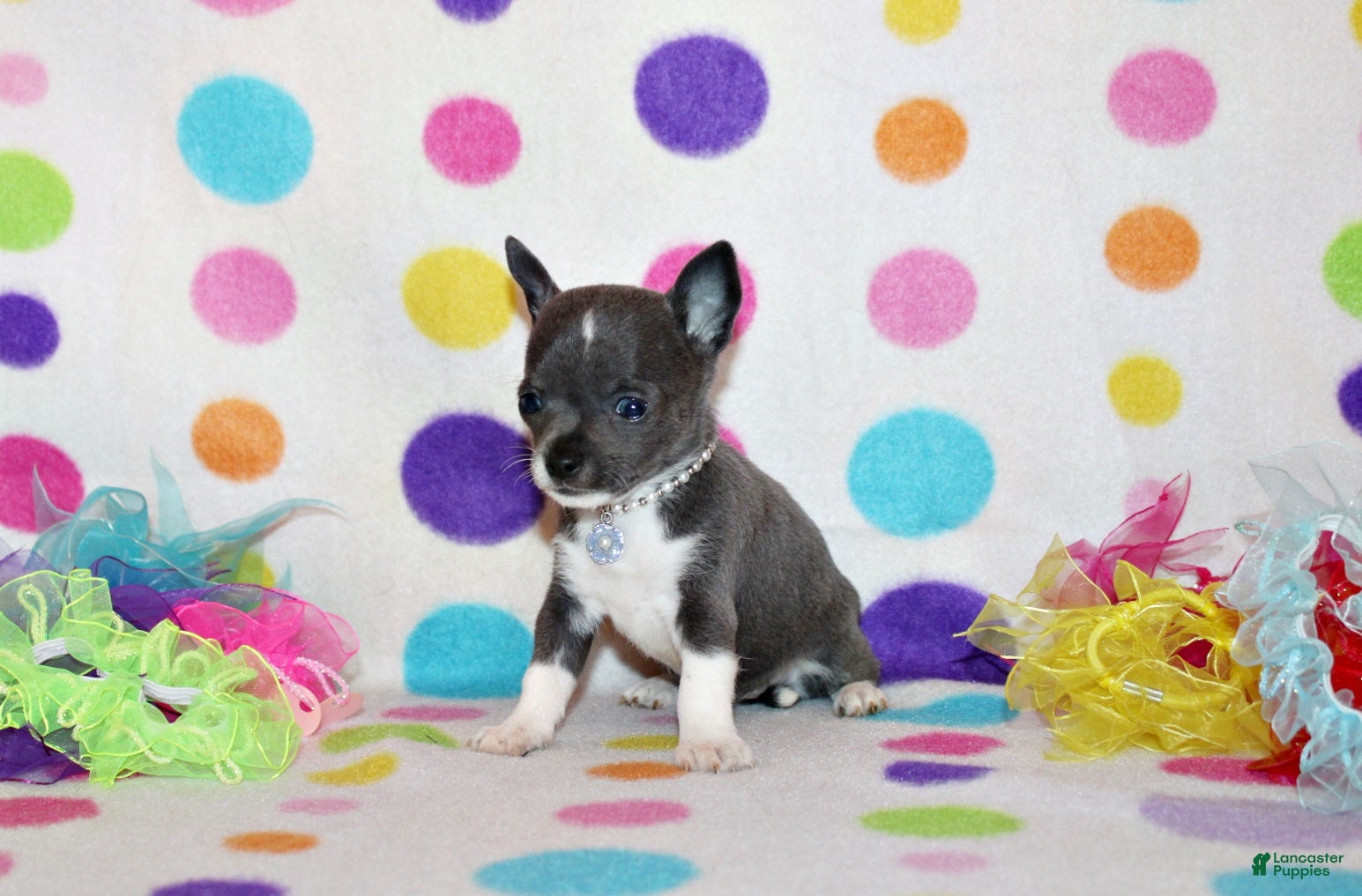 Chihuahua dogs Pixie - Ad 36