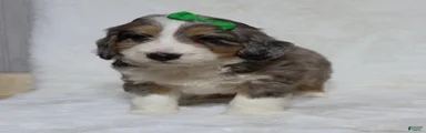 Tucker
