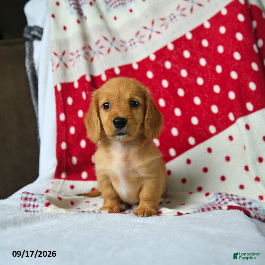 Miniature Dachshund dogs Apple - Ad 2
