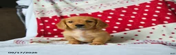 Miniature Dachshund dogs for sale: Apple - Ad 2