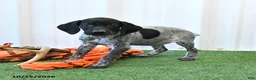 German Shorthaired Pointer dogs for sale: Leslie - Ad 3