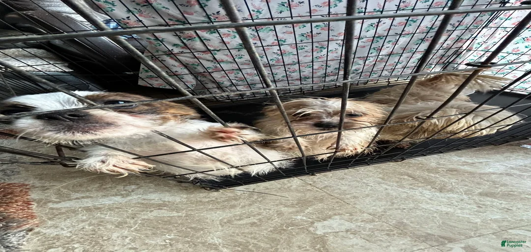 Gallery Image {{count}}