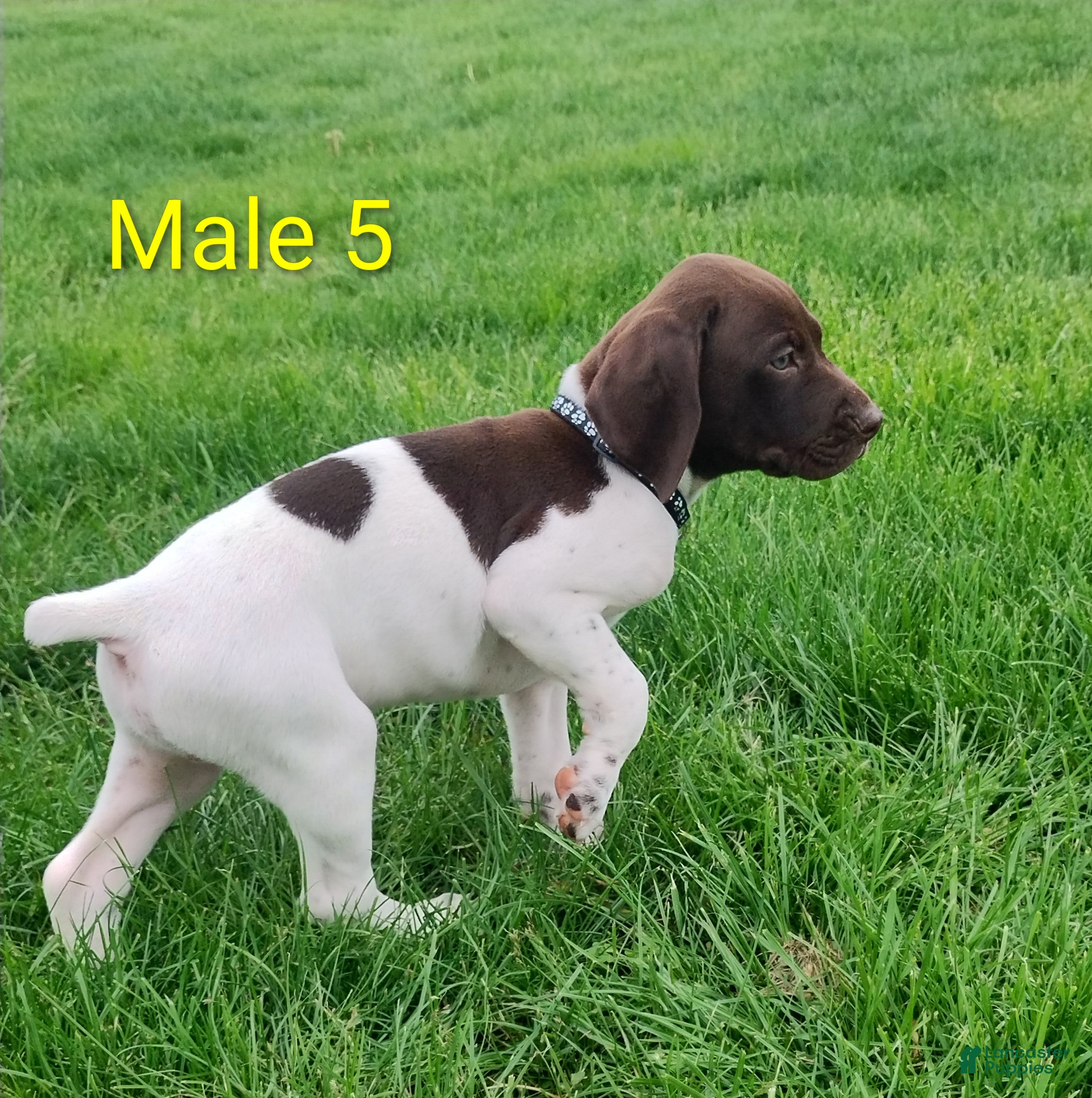 German Shorthaired Pointer dogs German Shorthaired Pointer Male 5 - Ad 8