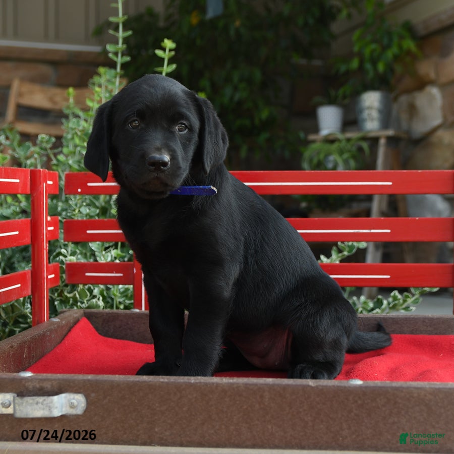 Labrador Retriever dogs Beauty - Ad 2