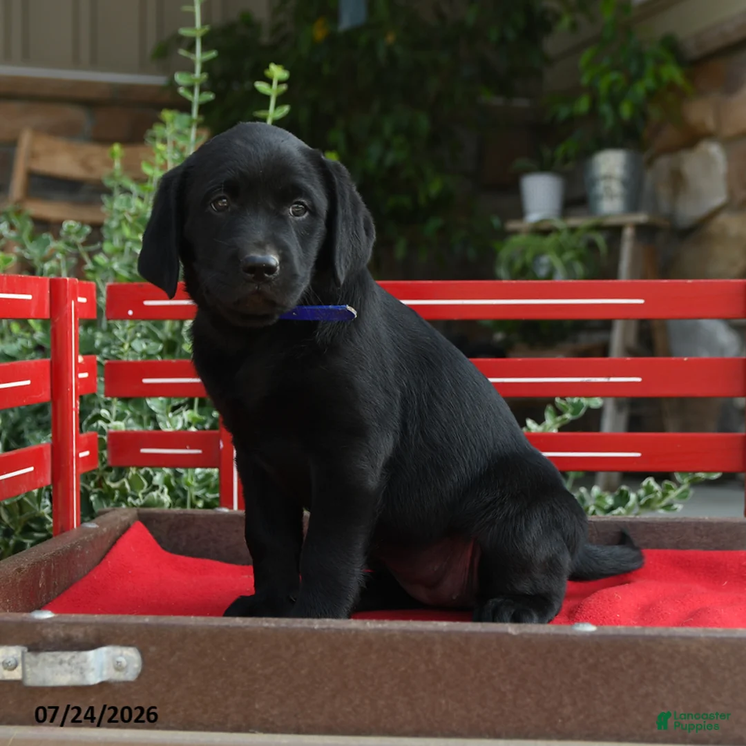 Labrador Retriever dogs for sale: Beauty - Ad 2