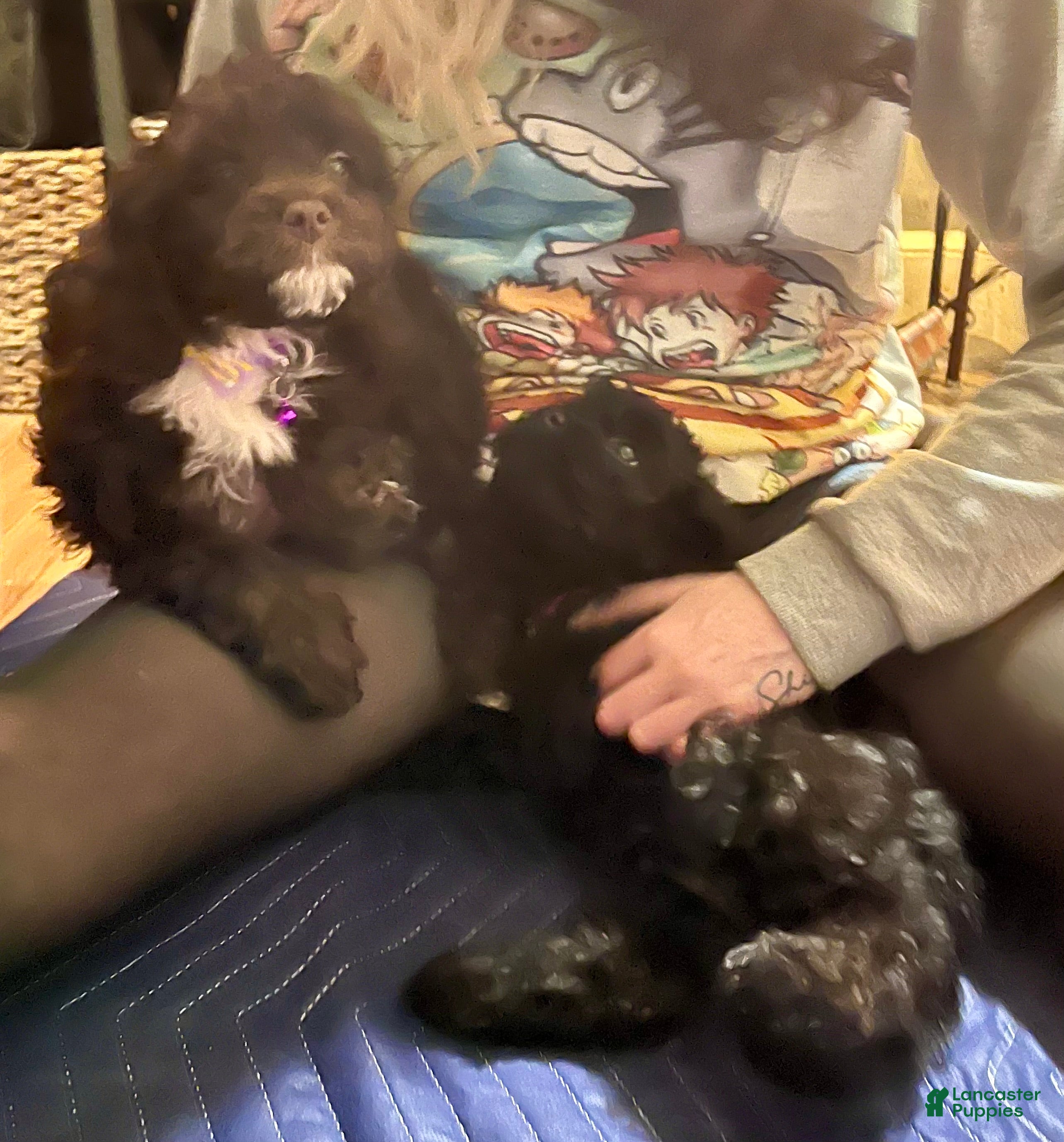 Cockapoo dogs Lucy - Ad 8